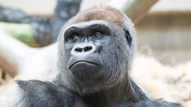 Zwei Gorillas im Zoo Basel totgebissen: Silberrücken greift Artgenossen an