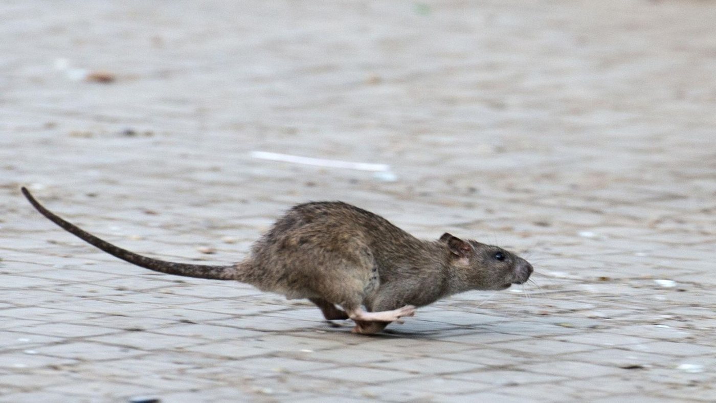 Ratten fühlen sich in heißen und dicht besiedelten Städten am wohlsten