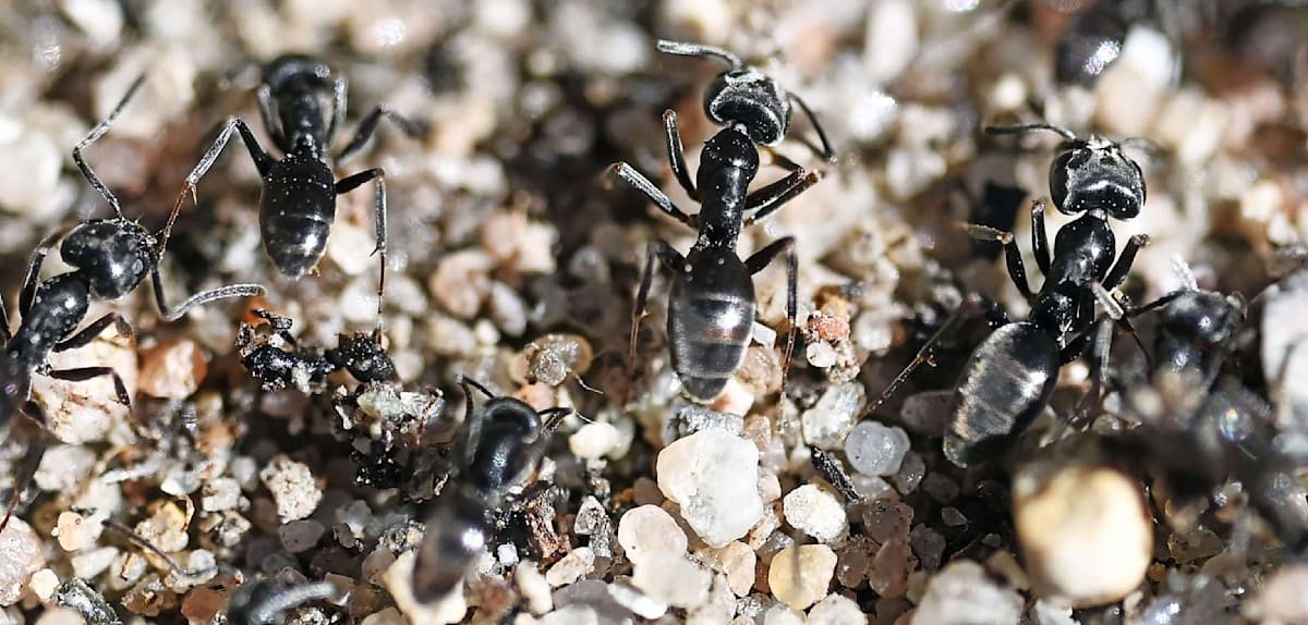 Invasive Ameisen-Superkolonie bedroht Stadtteil in Süddeutschland