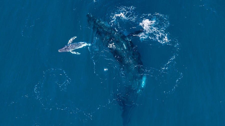 Weltpremiere: Drohne filmt erstmals Geburt eines Buckelwals vor Australien