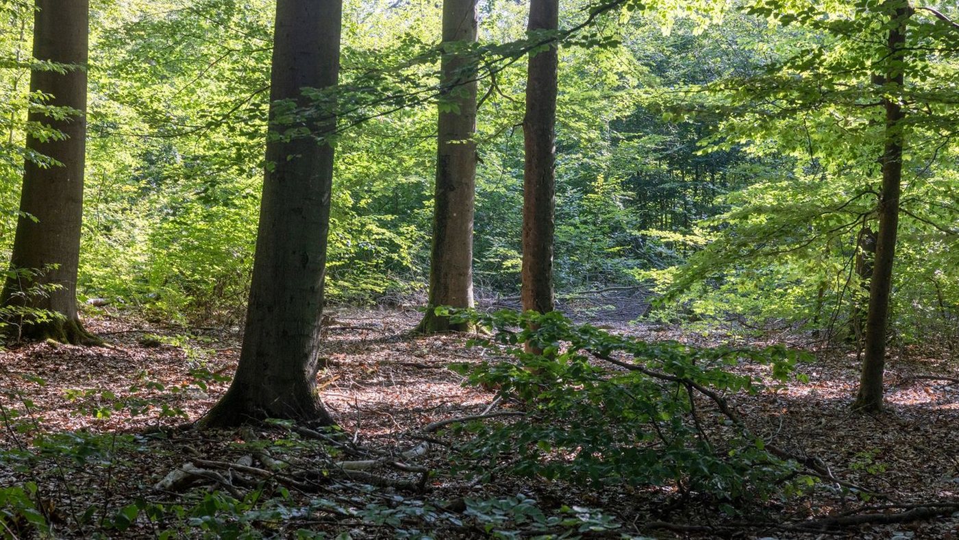 Waldspaziergang im Herbst: Experte gibt Sicherheitshinweise nach Dürresommer